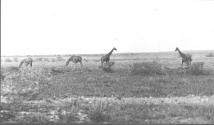 Four Giraffes at a Watering Hole
