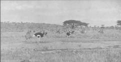 Several Ostrich and a Few Zebra