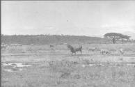 Herd of Eland