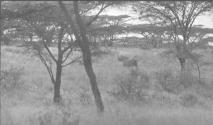 Rhino Standing Between Trees