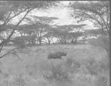 Rhino Running to the Right