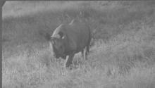 Rhino Charging the Photographer