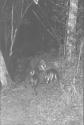 Bushbuck Walking Away from Camera