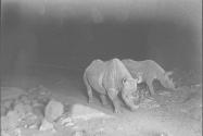 Two Rhinos Grazing on the Trail