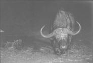 Buffalo Heading Towards Water