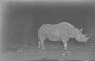 Rhino Facing Right at Night