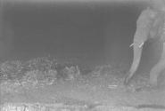 Elephant Entering Photo from Right