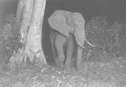 Elephant Standing to the Right of a Large Tree