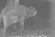 Rear View of Elephant at Night