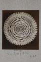Spine of Echinus, transverse section, 40X