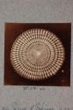 Spine of Echinus, transverse section, 22X