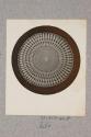 Spine of Echinus, transverse section, 22X
