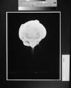 Atom Bomb Explosion at an Early Stage