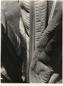 Banana Leaves