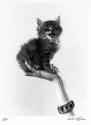 [The kitten who laughed (Women's Home Companion)]