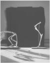 Animal Locomotion