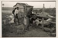 [Men filling pig trough]