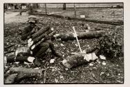 [Boy gathering up chopped wood]
