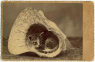 [Kitten nestled in a bonnet]