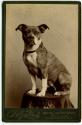[Small, brindle-marked dog posed on table in studio]