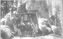 George Eastman and companions under Wawona Tree in Yosemite National Park, California Trip