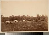 Dead Horses on Battle Field [sic] of Cedar Mountain.
