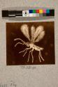 Herbage Fly, 14X