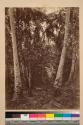 Forest near Turbo