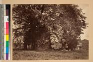 Martyr Tree & Ruin of Old Fort Santa Maria del Real.