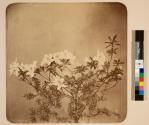 [Flower study]