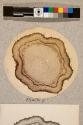 Growing point of Fig Tree, transverse section, 17X