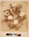 [Flower study]