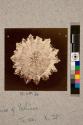Spine of Echinus, transverse section, 28X