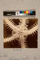 Star Fish, Brittle Star, 12X