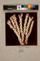Coralline, Acarmarchis Plumosa X.14