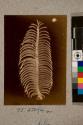 Antenna of Vapourer Moth, 12X