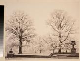 Hoar Frost