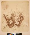 [Flower study]