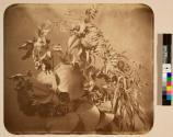 [Plant study]