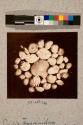 Grouped Foraminifera, 18X