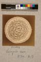 Lapageria Rosea, transverse section, 17X