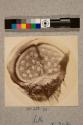 Pygidium of Flea, 248X