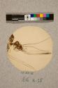 American Mosquito, female, 10X