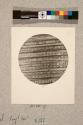 Discs of Deal-Pinus Sylvestris, longitudinal section, 132X