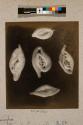 Foraminifera, 58X
