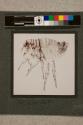Flea of Man, male, 16X