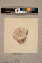 Pygidium of Flea, 132X