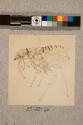 Flea of Bat, female, 30X