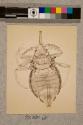 Parasite of Elephant, male, 23X