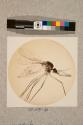American Mosquito, female, 10X